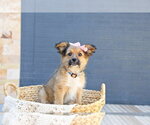 Small #2 Cairn Terrier Mix