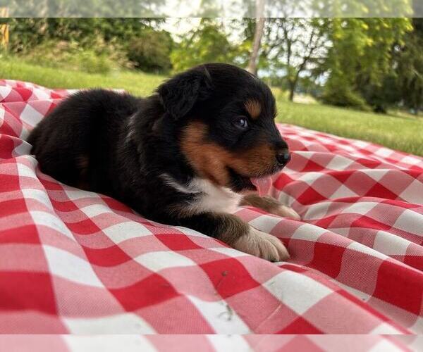 Medium Photo #10 Australian Shepherd Puppy For Sale in JEROMESVILLE, OH, USA