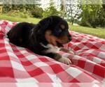Small #9 Australian Shepherd
