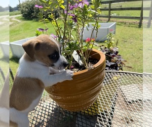 Jack Russell Terrier Puppy for sale in NASHVILLE, NC, USA