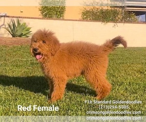 Goldendoodle Puppy for Sale in BREA, California USA