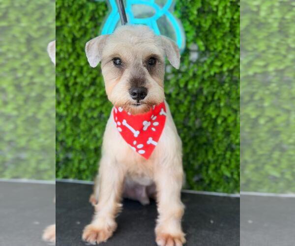 Medium Photo #1 Mutt Puppy For Sale in Jefferson, NJ, USA