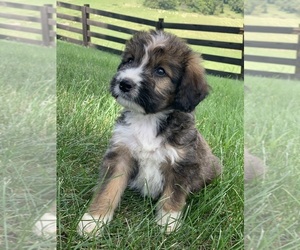 Bernedoodle Puppy for Sale in EWING, Virginia USA