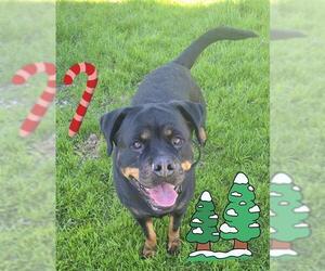 Rottweiler Dogs for adoption in Santa Cruz, CA, USA
