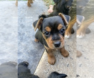 Yorkshire Terrier Puppy for sale in RANDALLSTOWN, MD, USA