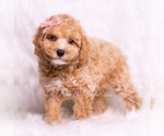 Puppy Vera Poodle (Miniature)