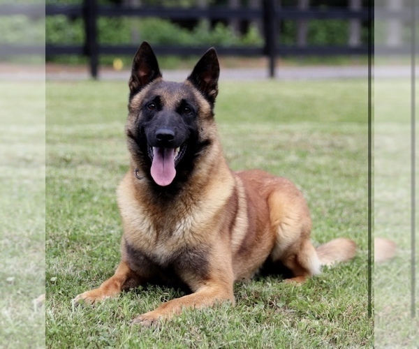 Medium Photo #1 Belgian Malinois Puppy For Sale in GLENVIEW, IL, USA