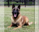 Small Photo #1 Belgian Malinois Puppy For Sale in GLENVIEW, IL, USA