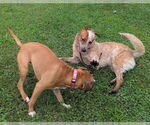 Small #1 Red Heeler Mix