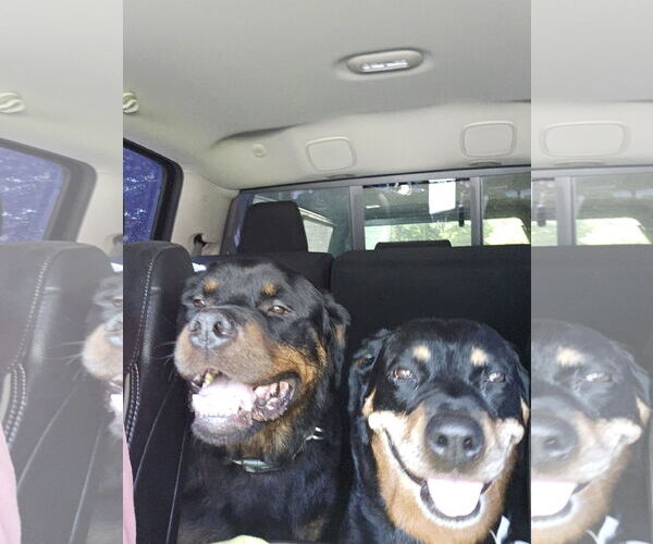 Medium Photo #6 Rottweiler Puppy For Sale in White Hall, AR, USA
