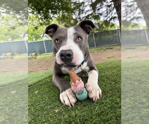 Angela - Female American Pit Bull Terrier Dog for Adoption - Photo #44