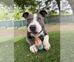 Small #43 American Pit Bull Terrier