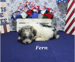Small #17 Poodle (Toy)