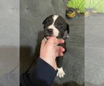 Small Photo #2 Labrador Retriever-Unknown Mix Puppy For Sale in Princeton, MN, USA