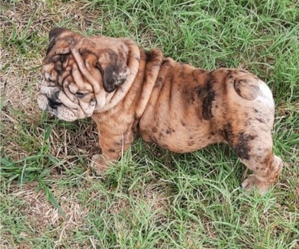 Medium Photo #6 Bulldog Puppy For Sale in GREEN FOREST, AR, USA