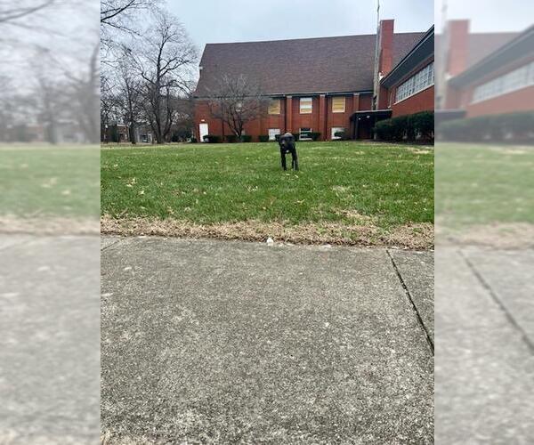 Medium Photo #1 Labrador Retriever Puppy For Sale in Louisville, KY, USA