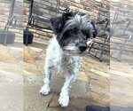Small #8 Mutt