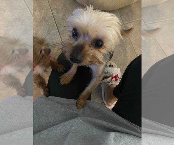 Medium Photo #2 Mutt Puppy For Sale in Spring, TX, USA