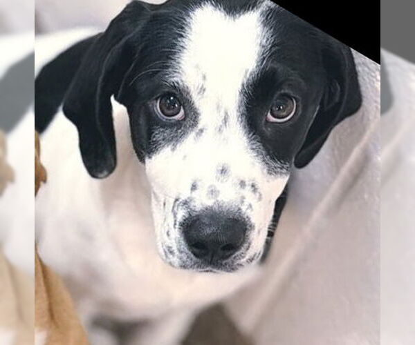 Medium Photo #1 Coonhound-Unknown Mix Puppy For Sale in Hilton Head, SC, USA