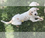 Small #1 Mutt