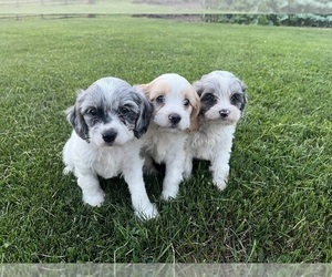 Cavapoo Puppy for Sale in QUINCY, Michigan USA