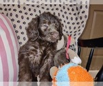 Small Photo #23 Australian Labradoodle Puppy For Sale in W FIELD, NC, USA