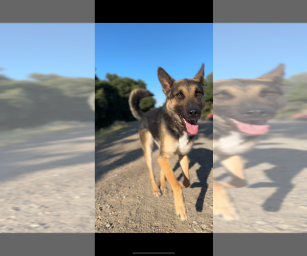 Medium Photo #8 German Shepherd Dog-Unknown Mix Puppy For Sale in West Sacramento, CA, USA