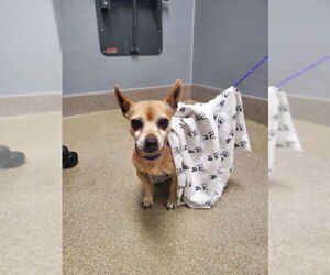 Chihuahua-Unknown Mix Dogs for adoption in Las Vegas, NV, USA