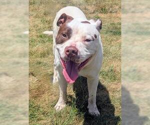 American Staffordshire Terrier-Mastiff Mix Dogs for adoption in Akron, OH, USA