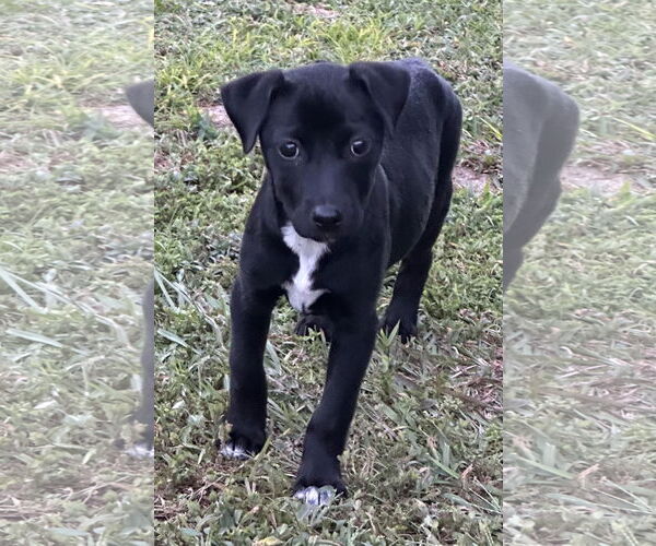 Medium Photo #1 Labrador Retriever-Unknown Mix Puppy For Sale in Garner, NC, USA