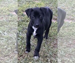 Labrador Retriever-Unknown Mix Dogs for adoption in Garner, NC, USA