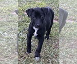 Small Labrador Retriever Mix