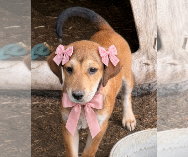Medium Photo #1 Golden Labrador Puppy For Sale in Mt. Laurel, NJ, USA
