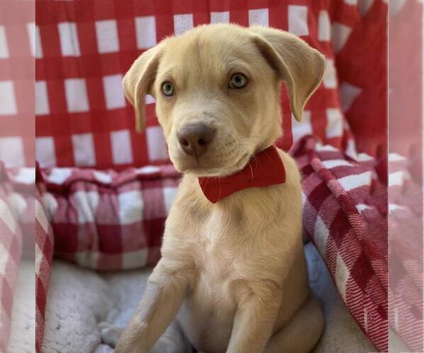 Medium Photo #21 Labrador Retriever-Unknown Mix Puppy For Sale in San Diego, CA, USA