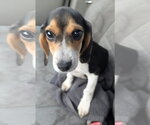 Small #6 Beagle