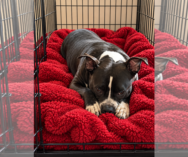 Medium Photo #9 American Staffordshire Terrier-Bulldog Mix Puppy For Sale in Euless, TX, USA