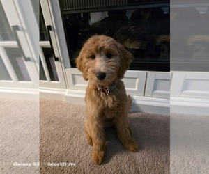 Goldendoodle Puppy for sale in CANTON TWP, MI, USA