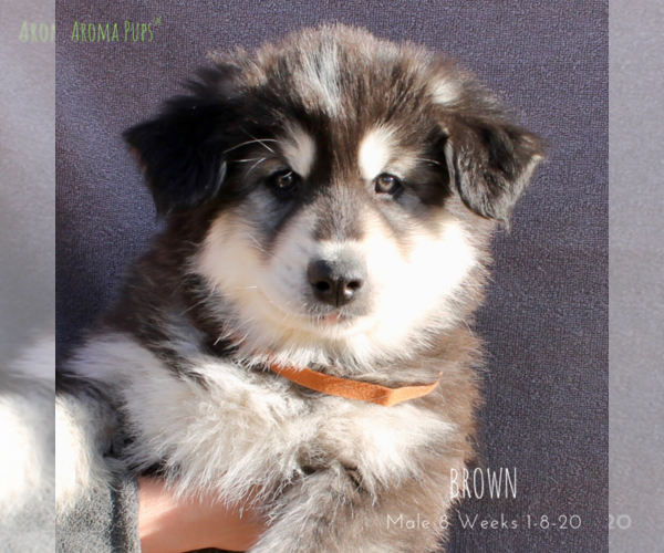 Medium Photo #1 Siberian Husky Puppy For Sale in COLORADO SPRINGS, CO, USA