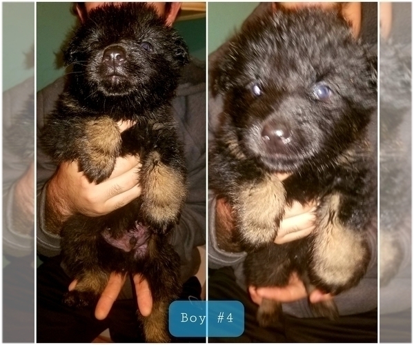 Medium Photo #4 Shepweiller Puppy For Sale in BROOKNEAL, VA, USA