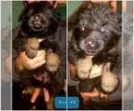 Small Photo #4 Shepweiller Puppy For Sale in BROOKNEAL, VA, USA