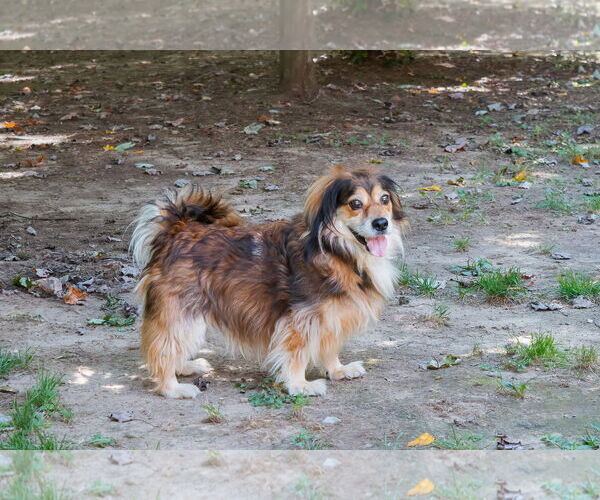 Medium Photo #1 Doxle Puppy For Sale in Lewistown, PA, USA