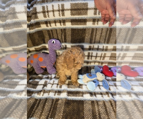 Medium Photo #5 Poodle (Toy) Puppy For Sale in DENVER, CO, USA