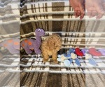 Small #4 Poodle (Toy)