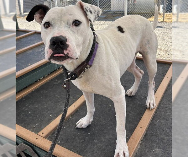 Medium Photo #3 American Pit Bull Terrier-Unknown Mix Puppy For Sale in Palmetto, FL, USA