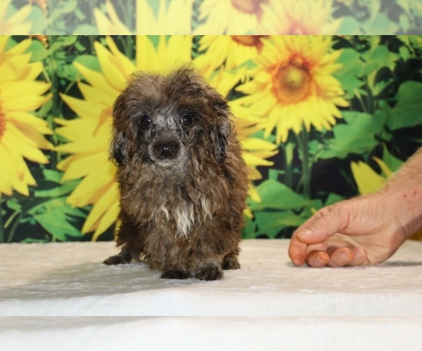 Medium Photo #32 Poodle (Toy) Puppy For Sale in DYERSBURG, TN, USA