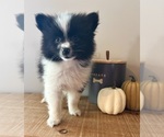 Small #4 Pomeranian