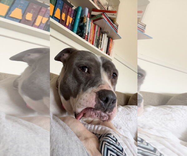 Medium Photo #4 Mutt Puppy For Sale in Fort Collins, CO, USA