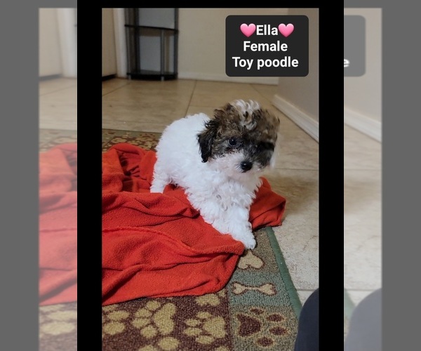 Medium Photo #3 Poodle (Toy) Puppy For Sale in TUCSON, AZ, USA