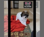 Small #2 Poodle (Toy)