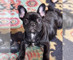 French Bulldog Puppy for sale in HUDSON, CO, USA